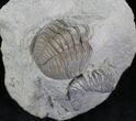 Horn Coral & Trilobite Tail - Haragan Formation, Oklahoma #25283-1